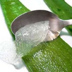 ঘৃতকুমারী(Aloe vera)