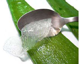 ঘৃতকুমারী(Aloe vera)
