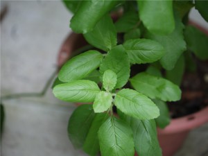 তুলসি, আদা ও মধুর শরবত