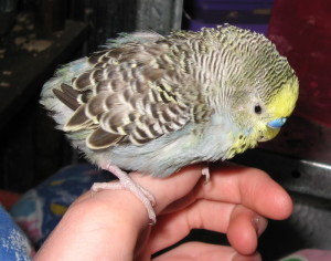 ফ্রেঞ্চ মোল্ট (French Molt)