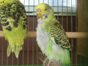 ফ্রেঞ্চ মোল্ট (French Molt)